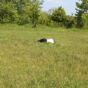 Meet your Posher, Jing